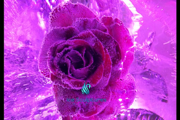 flower-in-ice27E4F11A-AB6B-DD41-083D-4161ED5D3B3F.jpg