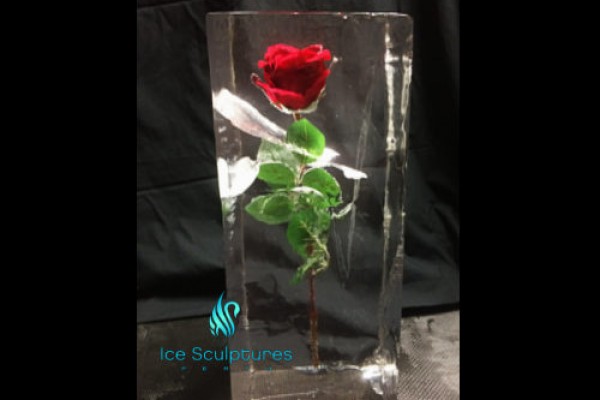rose-in-ice-3B499BDA1-BA49-D9D4-CCCD-38652B79BC85.jpg